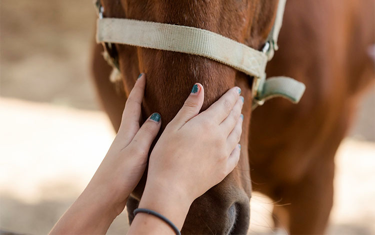 women holds horse muzzle 